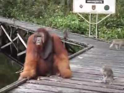 Don’t touch my banana