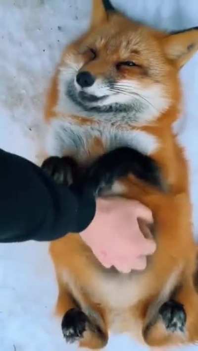 Yay just another foxxo