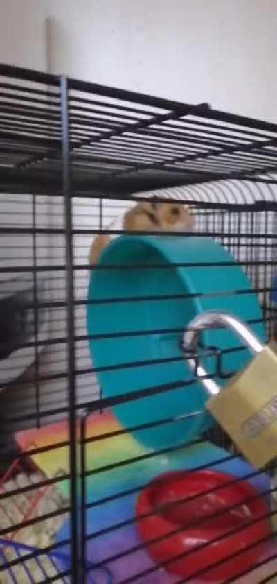 My hamster running on top of the wheel