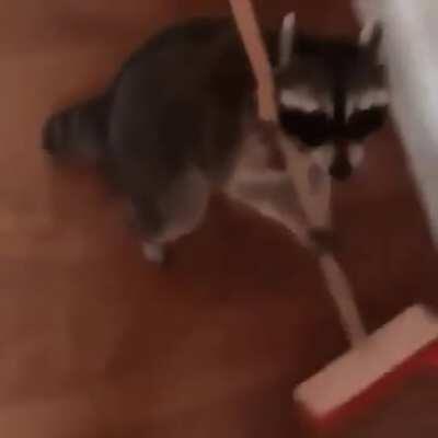 'Trash Panda' is a hurtful stereotype that needs to go away....