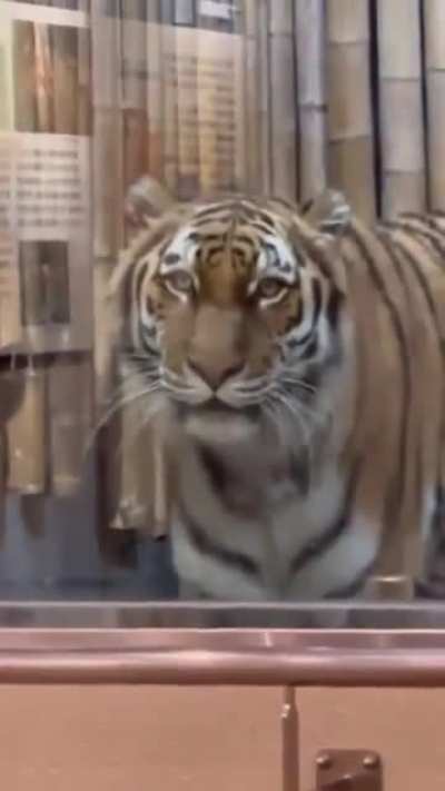 A snow leopard's reaction after seeing a tiger
