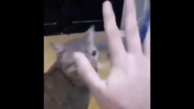 Moldy Rock Paper Scissors