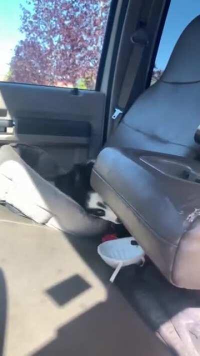 Big argument with small puppy