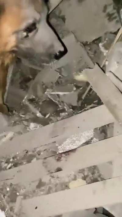 Dog is refusing to leave the debris where its owners are after this night’s missile strike