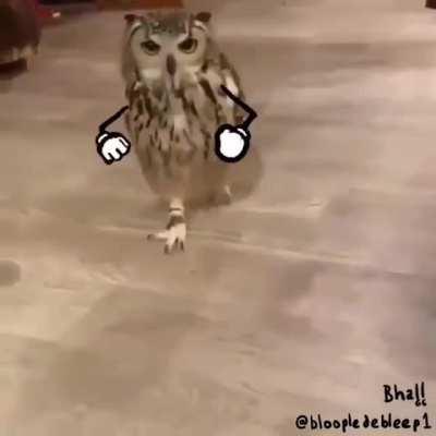 Running Owl