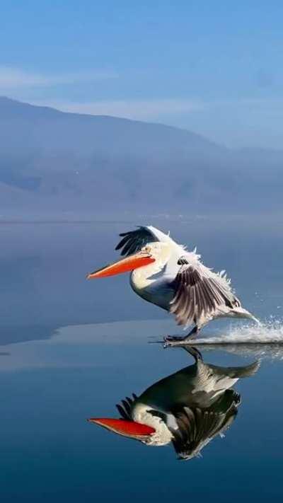 A Genuinely Stunning Video of a Dalmatian Pelican coming in hot on Lake Kerkini