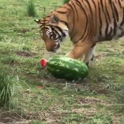 Holy crap! Carl come try this thing it's delicious