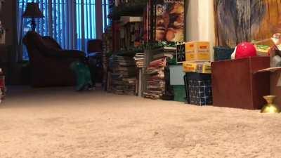 Squeak, chirp, trill, yell, Harpo does it all.