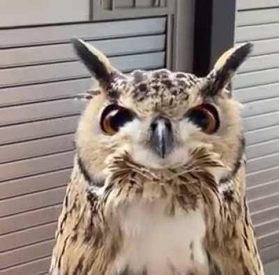 Owl is the knowledgeable old man in the forest