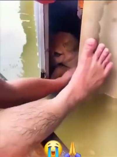 Evil man squashes a dog into an old shed during a flood, then sails off