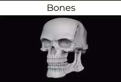 bones