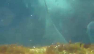 HMFT after I Try Retrieve a Dart from a Shark