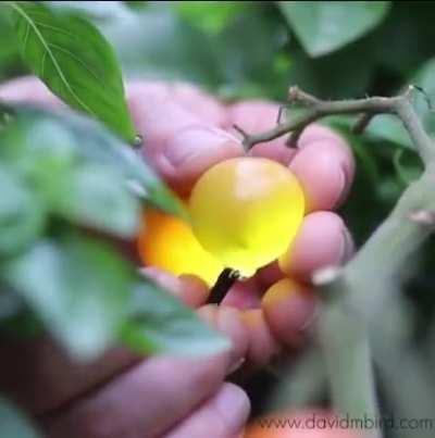 Delightful! Enchanting! I love everything about this..