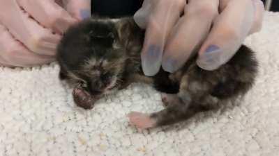 Pillbug is literally roly-poly this morning