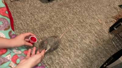 My awesome rat Crumb is learning to stack cups!
