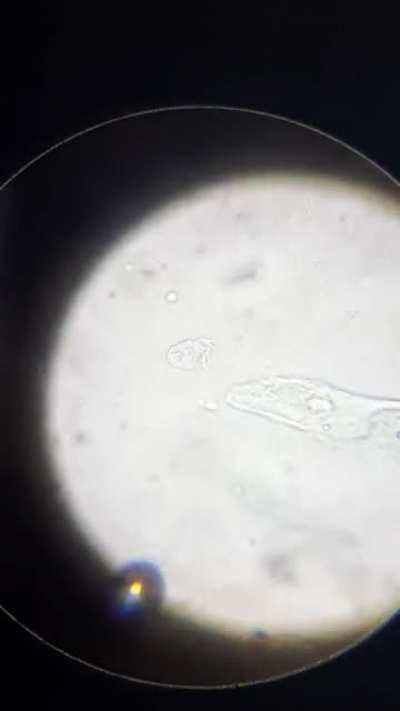 Can someone ID this for me? x1000