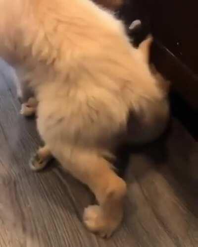 Excuse me, I'm coming for cuddles