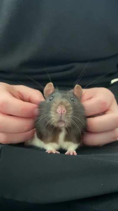 This menace climbs on our laps and demands scratches. Roast him.