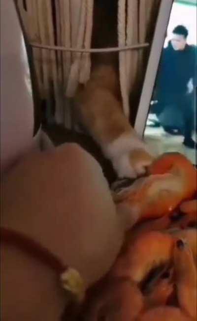 Trying to steal some shrimp