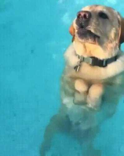 This dog figured out you can stand in the pool
