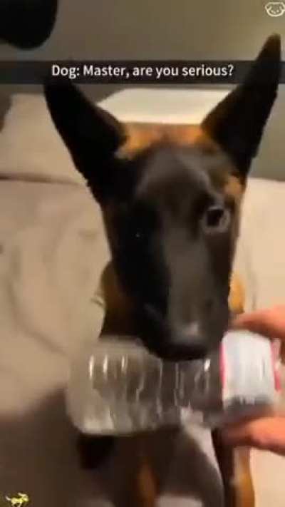 Get A Belgium Malinoi, They Said.,,,, 😍🤣