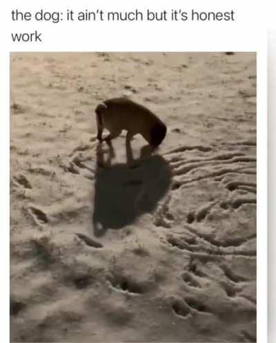 This dog is every teenage boy