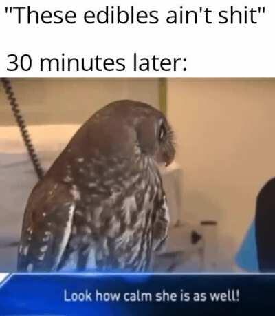 Invest in Nelly The Owl [Templates in comments]