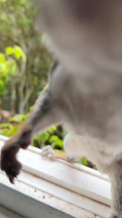 POV: Get sniffed and slapped by a squirrel