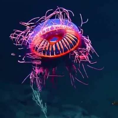 A spectacular sight 1225m (4019 ft) beneath the waves off Baja California as EVNautilus encounter the amazing Halitrephes maasi jelly.