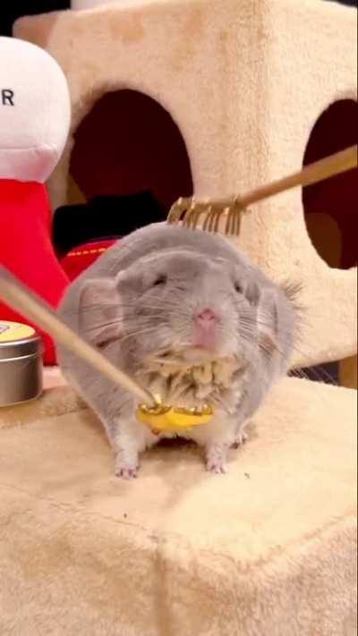 Relax with this chinchilla being brushed