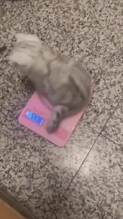 cutest 500g you've ever seen