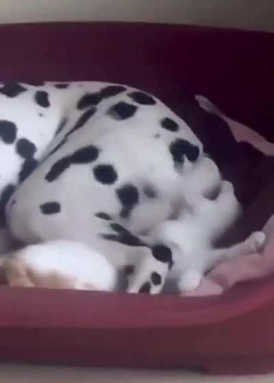 When your best friend is a dog