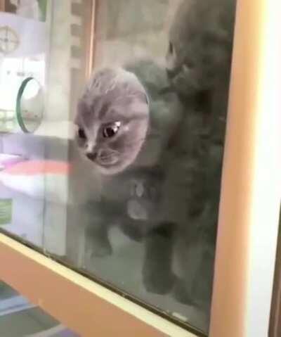 If a cat can fit its head through something it can go through it, just a theory though