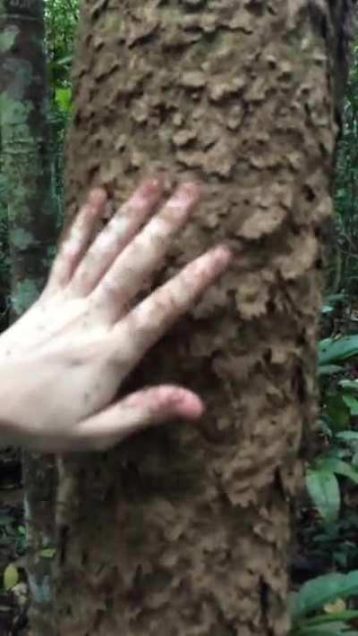 I see your ant post and raise you one…