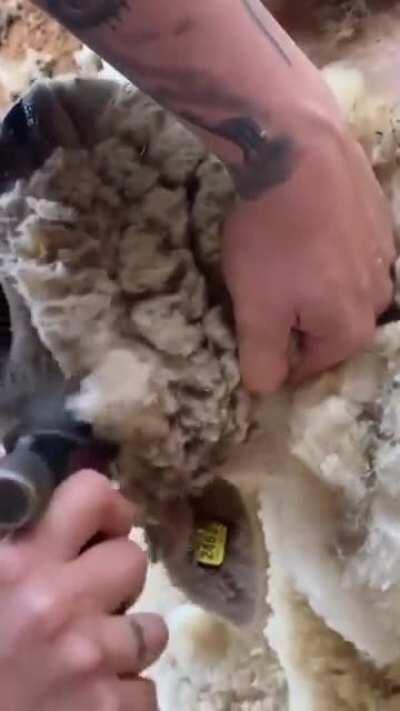 Fixing a wool blind sheep