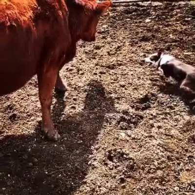 Cattle dog skillfully keeping cow in check in slow motion is poetry in motion