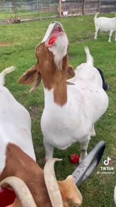 Denethor has entered the chat