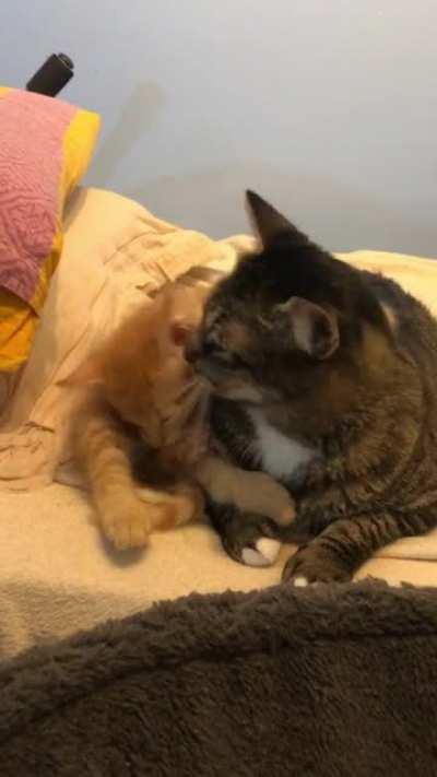 Kana was mad when I brought Pebbles home. But, she quickly warmed up to him.