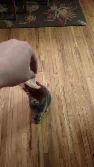 Giving the cat a toy
