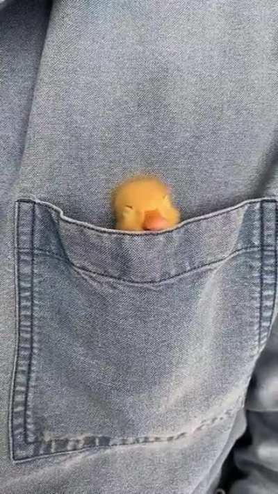 DUCKY ENJOYING THE COZY POCKET 🐣