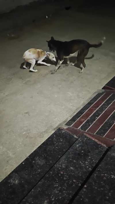Is it safe to let my puppy play with a street dog regularly ?? They both just gets over excited to play with each other but I fear for my pet ..she is also indie and i have adopted her and she is 4 months old and that street dog is about 3-4 yrs old .