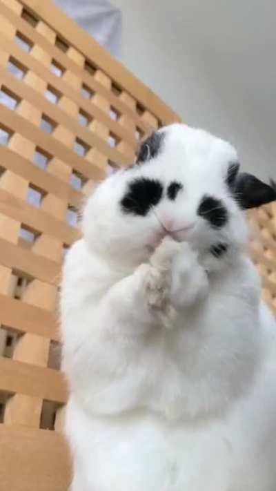 Haven’t posted here in a while… what’s new with Bubs? Well he can finally reach his widdle ears now 🥺