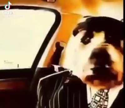 Omosapian + British dog