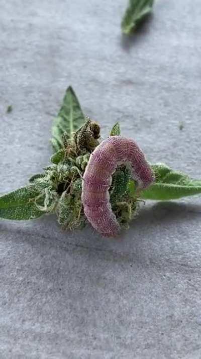 You know those party crashers…..