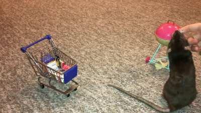 The 2nd part to my pet rat Olive's shopping trick - look at her lil grabbies closing the BBQ!