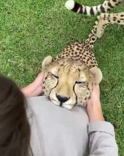 Say hi to Ziva the cuddliest sweetheart out there