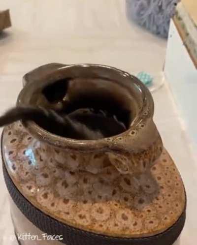 Khajiit had magic trick for coin