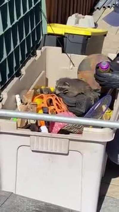 A mom brought her 3 kids and hide them in our deck box. City wildlife fed them a bit and let them be