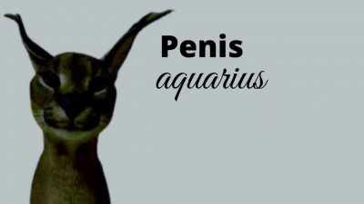 The Ultimate Floppa rap