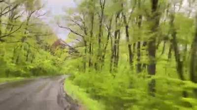 Incredibly beautiful forests in the war zone. This one is near Sviatohirsk